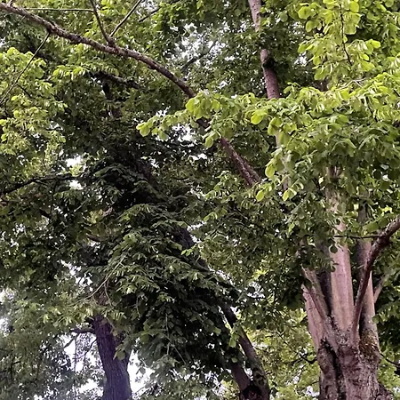 Vila Des Chenes Au Vesinet, A 20 Min De Paris Le Vésinet